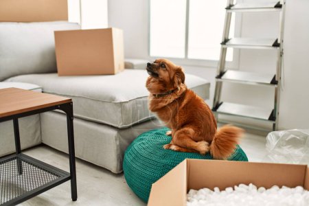 A dog sits on a pouf in a cluttered living room with boxes during moving day, evoking a sense of home and transition.
