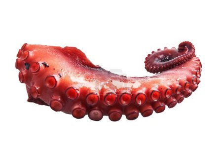 Isolated octopus tentacle with suckers against a white background evoking seafood freshness