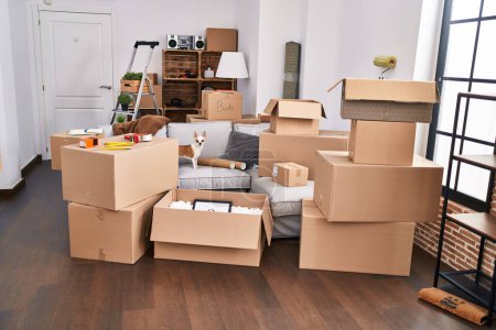 Cajas de cartón apiladas en un apartamento, indicando día de mudanza con un perro pequeño de pie en medio del caos.
