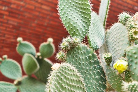 Téléchargez les photos : Gros plan d'un cactus de poire piquante avec des fleurs émergentes sur un fond de mur de briques rouges, montrant la nature dans un cadre urbain. - en image libre de droit