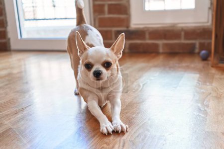 Photo for A cute chihuahua stretches on a wooden floor inside a sunny room, ready for playtime. - Royalty Free Image