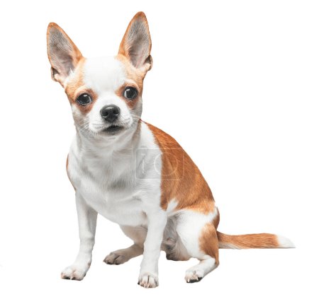 A seated chihuahua with brown and white fur looking attentively against a white background.