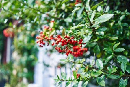 Vivid red berries and green leaves on a shrub against a blurred urban background, signifying nature in the city