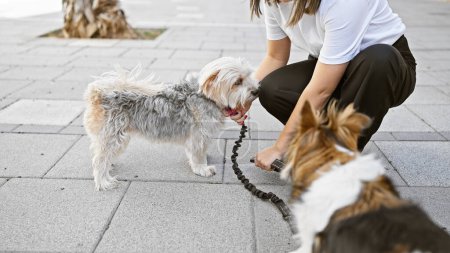 Foto de Una joven se arrodilla en una calle urbana interactuando con sus pequeños perros esponjosos, retratando un ambiente al aire libre para mascotas. - Imagen libre de derechos