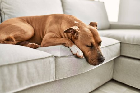 Foto de Un perro marrón duerme tranquilamente en un sofá beige en un ambiente acogedor. - Imagen libre de derechos