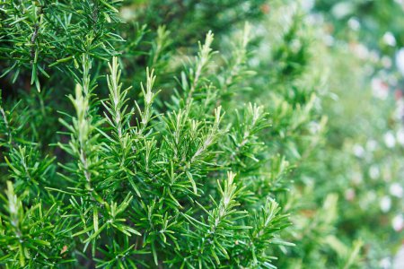 Photo for Close-up of vibrant green rosemary plant leaves in a natural setting. - Royalty Free Image