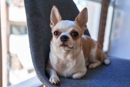 Foto de Chihuahua descansa cómodamente sobre una silla azul, mirando con ojos conmovedores desde su acogedor mirador. - Imagen libre de derechos