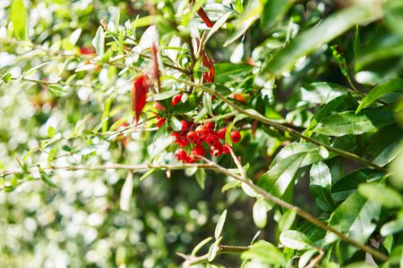 Photo for A vibrant close-up shot of red berries and green leaves basking in natural sunlight. - Royalty Free Image