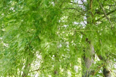Foto de Exuberante follaje verde de cedros con texturas visibles de ramas y hojas creando un fondo de naturaleza serena. - Imagen libre de derechos