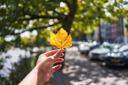 Téléchargez les photos : Une main d'homme tenant une feuille d'érable jaune sur un fond de rue d'automne. - en image libre de droit
