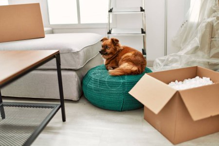 Un petit chien brun repose sur un pouf vert dans une pièce avec des boîtes mobiles, des meubles et des fournitures de déballage.