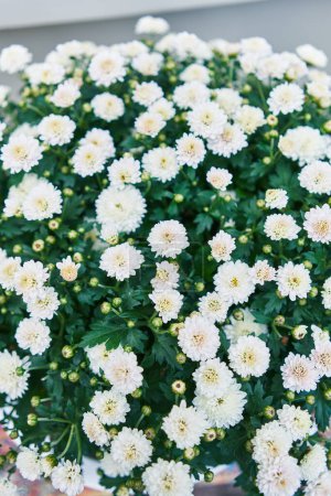 Photo for Close-up of vibrant white chrysanthemums in full bloom, showcasing nature's simple elegance and beauty. - Royalty Free Image
