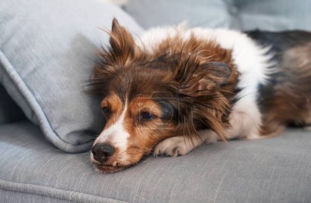 A relaxed shetland sheepdog resting on a gray couch with a serene expression, embodying tranquility.