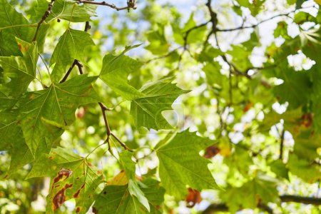 Foto de Una vibrante escena natural que muestra las texturas detalladas y los verdes vívidos de las hojas de arce bajo un dosel de luz solar. - Imagen libre de derechos