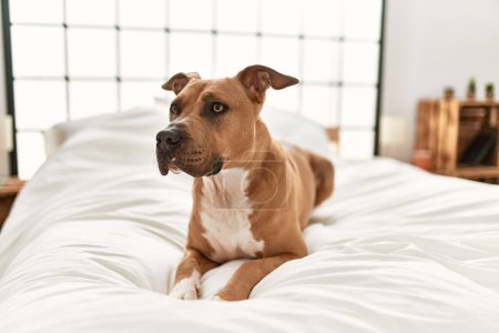Foto de Perro marrón acostado cómodamente en una cama blanca dentro de un dormitorio bien iluminado, mirando atento y acogedor. - Imagen libre de derechos