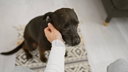 Téléchargez les photos : La main d'une personne tapotant la tête d'un chien noir dans un cadre confortable, lumineux, intérieur - en image libre de droit