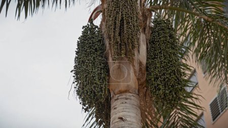 Téléchargez les photos : Vue rapprochée des fruits verts abondants d'un palmier, dans le cadre d'un quartier résidentiel de Murcie, en Espagne. - en image libre de droit
