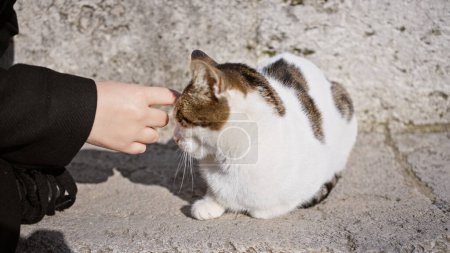 Téléchargez les photos : Une interaction douce par une journée ensoleillée avec la main d'une personne caressant un chat tabby et blanc sur un pavé pavé. - en image libre de droit