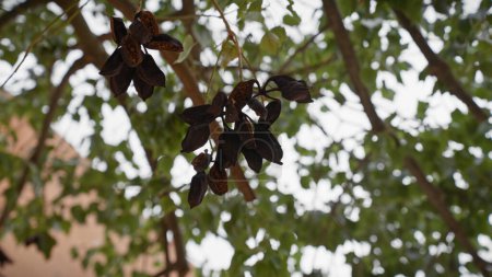 Close-up of mature seed pods hanging from a tree with a blurred leafy canopy background, in murcia, spain