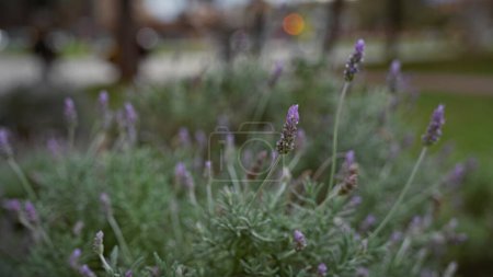 Photo for Close-up of lavender in bloom with a blurred background in an outdoor park in murcia, spain - Royalty Free Image