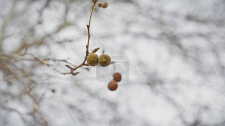 Close-up of the spherical inflorescence of a platanus hispanica tree in murcia, spain, with blurred background