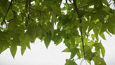 Hintergrundbeleuchtete Ansicht der Platanus hispanica Blätter in Murcia, Spanien, präsentiert die zarte Textur und natürliche Umgebung.