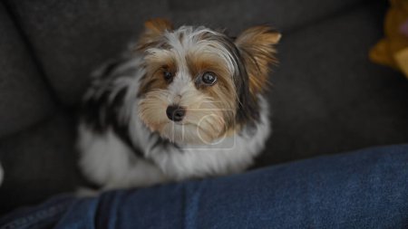 Photo for A biewer terrier puppy looks up while sitting on a cozy sofa indoors, offering a heartwarming scene. - Royalty Free Image