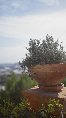 Photo for A terracotta pot with flowering rosemary rosmarinus officinalis on a sunny mediterranean patio overlooking a blurred landscape. - Royalty Free Image
