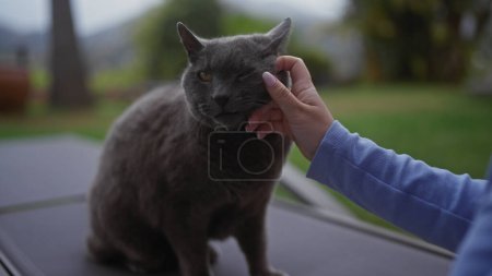 Téléchargez les photos : Une femme caresse un chat britannique à poil court sur une table à l'extérieur. - en image libre de droit