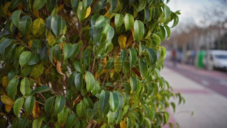 Photo for Close-up of glossy green leaves of a ficus benjamina in urban murcia, spain, with blurred street background. - Royalty Free Image