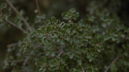 Closeup of quercus coccifera, green spiny leaves of kermes oak, mediterranean plant, nature, background
