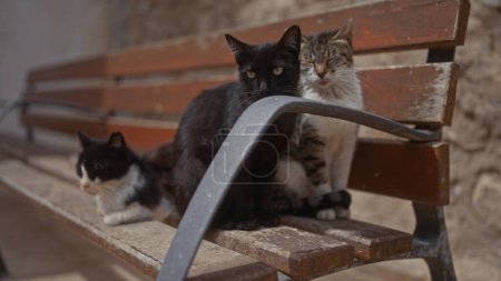 Foto de Tres gatos descansando en un banco de madera al aire libre - Imagen libre de derechos