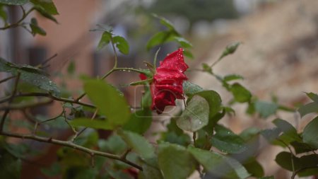 Foto de Una rosa roja cubierta de rocío en medio del follaje verde proporciona una escena natural refrescante. - Imagen libre de derechos