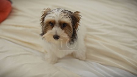 Photo for A curious biewer terrier puppy sits attentively on a soft bed within a cozy bedroom setting. - Royalty Free Image