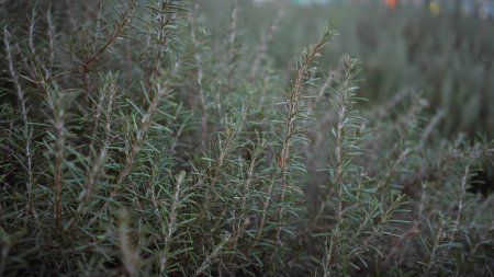 Téléchargez les photos : Gros plan de rosmarinus officinalis, romarin commun, dans le maquis sauvage de murcie, espagne, montrant les détails de la plante. - en image libre de droit