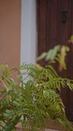 Primer plano de exuberantes helechos verdes con esporangia enfocados en un fondo borroso de puerta de estilo colonial, destacando detalles botánicos.