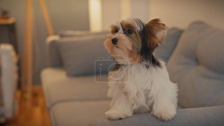 Photo for A tricolor biewer terrier puppy sits attentively in a cozy indoor living room setting. - Royalty Free Image