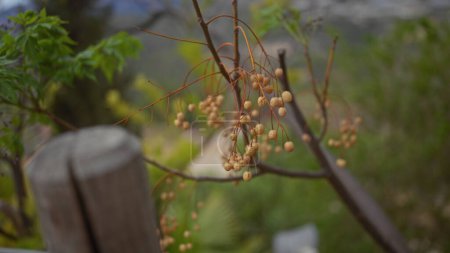 Nahaufnahme von gebräunten Chinaberry-Früchten, Melia azedarach, mit unscharfem Laubhintergrund in einer natürlichen Umgebung.