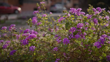 Téléchargez les photos : Gros plan de fleurs de lantana violettes vibrantes en murcie, espagne, avec fond urbain flou - en image libre de droit