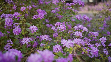 Téléchargez les photos : Gros plan sur les fleurs de lantana camara fleurissant dans la murcie, l'Espagne, mettant en valeur des grappes violettes vibrantes au milieu du feuillage vert. - en image libre de droit