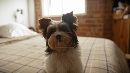 Photo for A cute biewer terrier puppy sitting on a plaid bedspread in a cozy brick-walled bedroom - Royalty Free Image