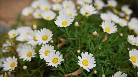 Photo for Close-up of vibrant white spanish daisies bellis perennis flourishing outdoors in murcia, spain. - Royalty Free Image