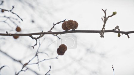 Foto de Un primer plano de bolas de semillas de platanus hispanica colgadas en una rama desnuda contra un cielo nublado en murcia, España. - Imagen libre de derechos
