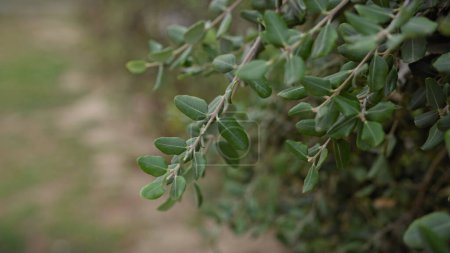 Foto de Primer plano de las hojas de olea europaea, el olivo común, en murcia, España, que simboliza la vegetación mediterránea. - Imagen libre de derechos