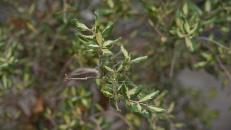 Foto de Primer plano de la olea europaea hojas variegadas, nativas de murcia, España, que muestran flora mediterránea. - Imagen libre de derechos