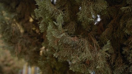 Foto de Follaje de primer plano de un siempreverde mediterráneo en murcia, España, que muestra una textura vegetal detallada y un entorno natural al aire libre. - Imagen libre de derechos