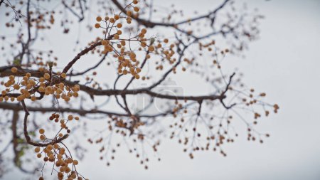 Nahaufnahme von melia azedarach chinaberry beeren und zweigen vor verschwommenem himmel in murcia, spanien