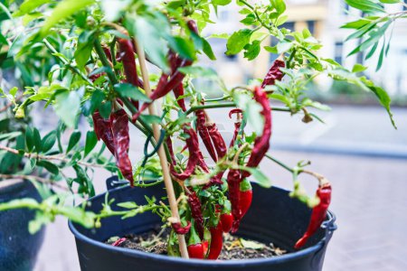 Photo for Close-up of red chili peppers growing in a black pot against a blurred urban background. - Royalty Free Image