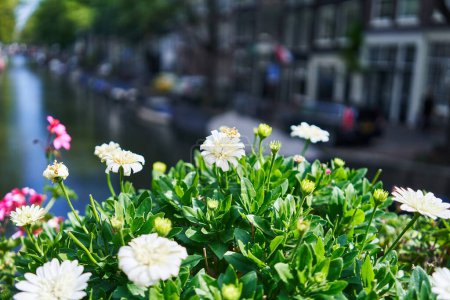 Foto de Flores blancas vibrantes en foco con un canal borroso, barcos y arquitectura holandesa tradicional en el fondo. - Imagen libre de derechos