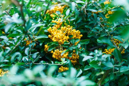Vibrant yellow berries nestled among lush green leaves in nature's serene greenery.